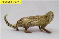 藏品(麝香貓)的圖片